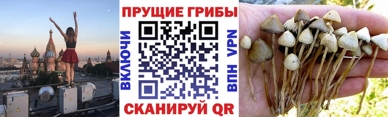 Псилоцибиновые грибы Psilocybe  где найти   МЕГА рабочий сайт  Калачинск 